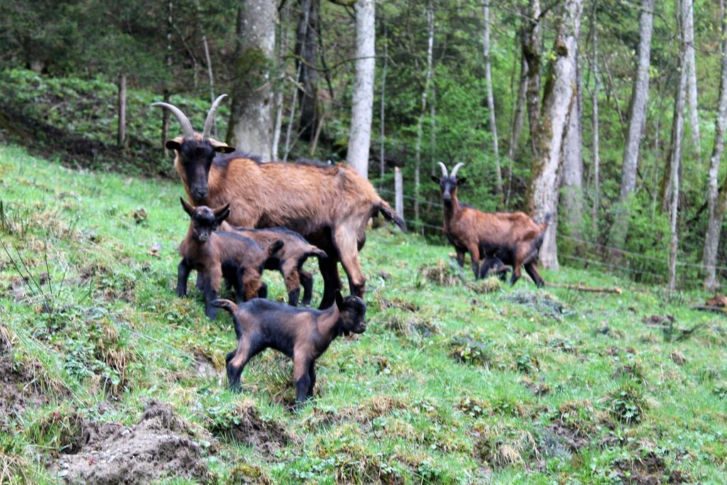 Oberdeutinghof Lägenhet Saalfelden Exteriör bild