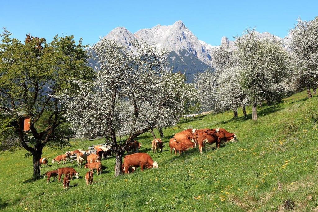 Oberdeutinghof Lägenhet Saalfelden Exteriör bild